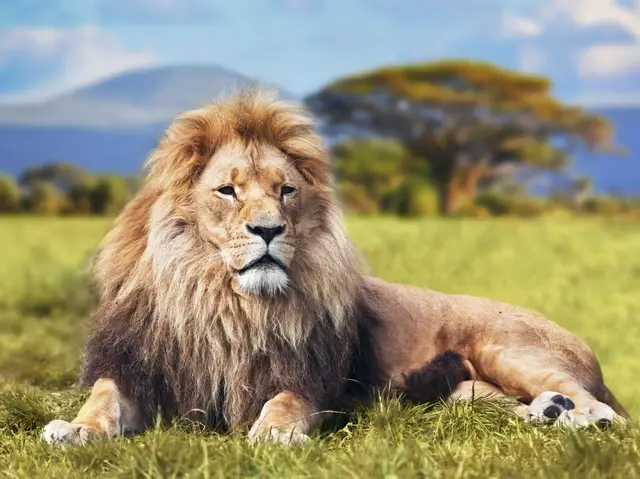 Video thumbnail for Lions