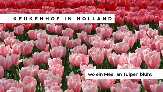 Video thumbnail for Keukenhof - wo ein Meer von Tulpen blüht