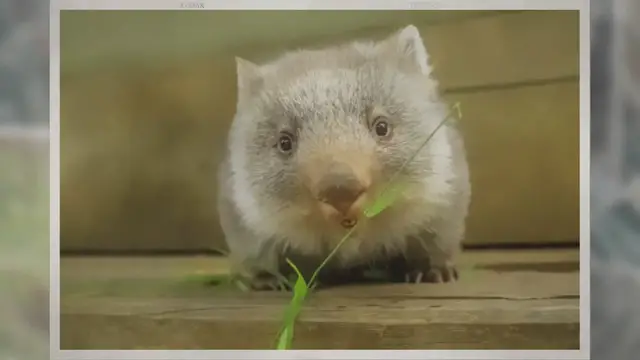 'Video thumbnail for What Do Wombats Eat?'