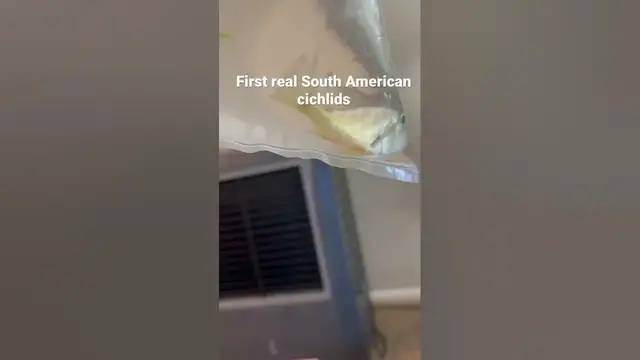 Video thumbnail for New fish!! red head tapajo geophagus #geophagus #redheadtapajo #southamericancichlid #futurebreeders