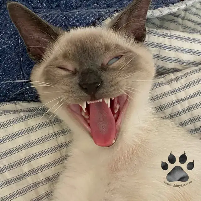 Video thumbnail for Do Siamese Cats Meow Differently?