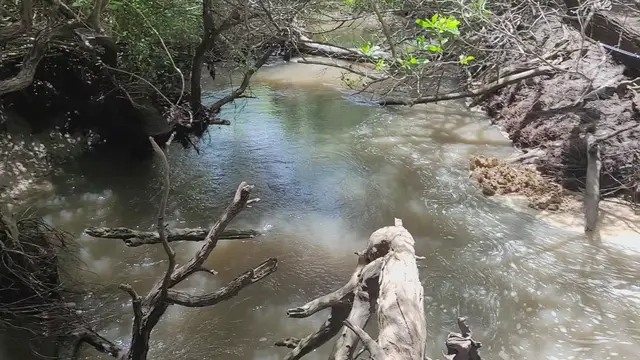 Video thumbnail for Fishing for Barra in the creek