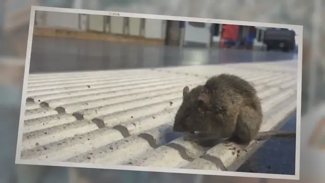 'Video thumbnail for Do Ultrasonic Pest Repellers Work on Mice (What You Should Know) – Pest Control Insider'