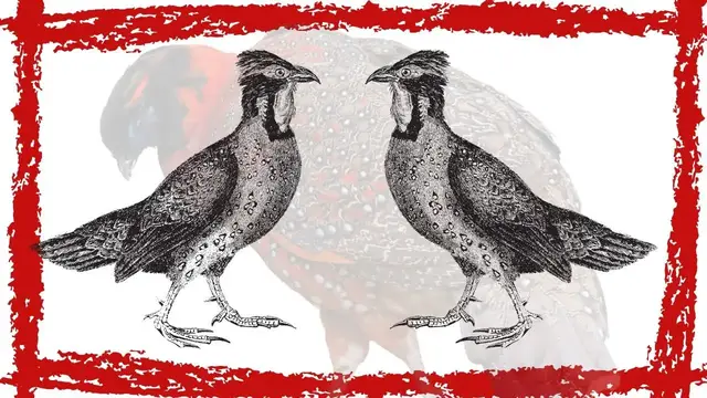 Video thumbnail for Satyr Tragopan Call | Satyr Tragopan Sound