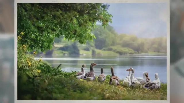 Video thumbnail for Do All Geese Fly?