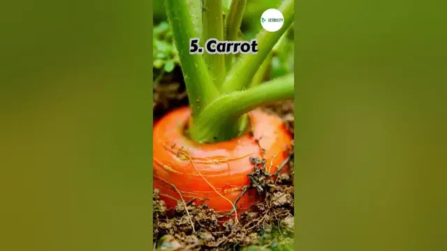 Video thumbnail for Good Companion Plants for Chives 💚 #farming #herbgarden #shorts