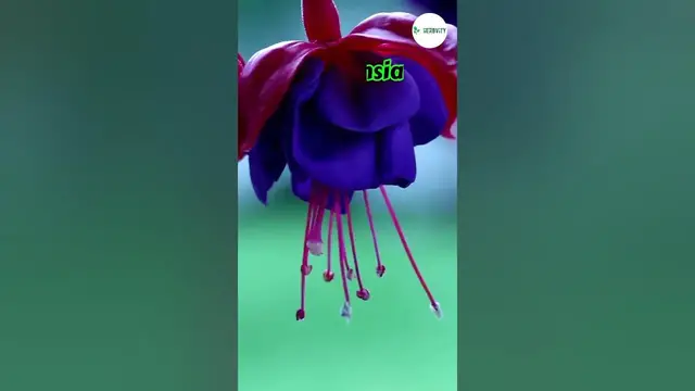 Video thumbnail for 7 Worst Lavender Companion Plants 💜💜 #farming #herbgarden #shorts