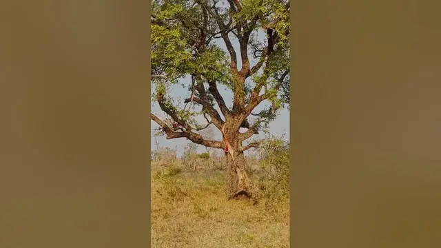 Video thumbnail for Hyena Swings from Leopard's Meal! 🤣