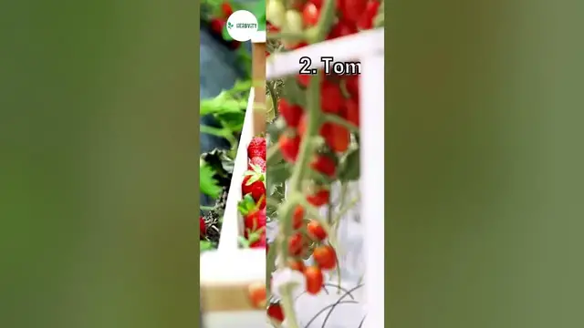 Video thumbnail for Plants to Avoid Planting Near Bok Choy 💚 #farming #herbgarden #shorts