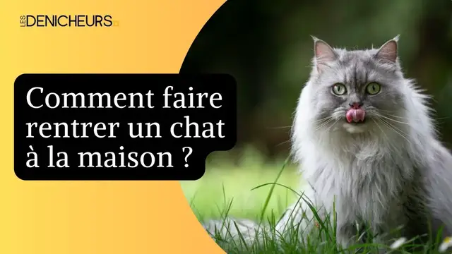 Video thumbnail for 🏠 Les astuces pour faire rentrer un chat 🐈