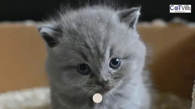 'Video thumbnail for Tips for hiding your cat litter box'