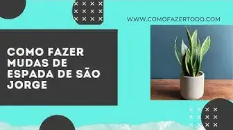 'Video thumbnail for Como Fazer Muda de Espada de São Jorge na Agua - Muito Fácil ✅'