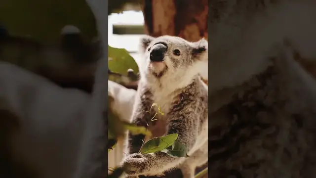 Video thumbnail for Koala bear eating leaves #Shorts