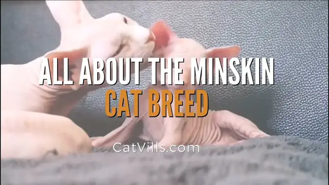 Video thumbnail for ALL ABOUT THE MINSKIN CAT BREED