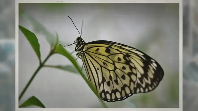 Video thumbnail for Spirituelle Bedeutung des gelben Schmetterlings