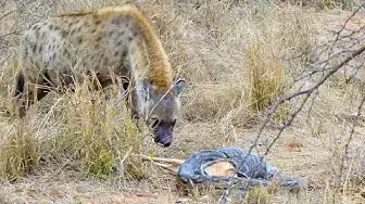 Video thumbnail for Hyena Steals Impala from Python