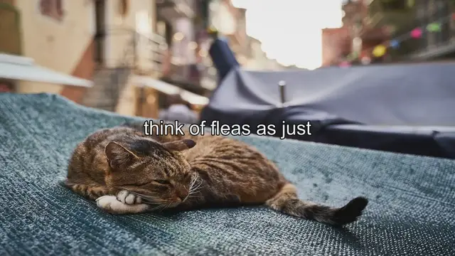 Video thumbnail for Feline Flea Facts: Can Cats Die? Vet-Reviewed FAQ