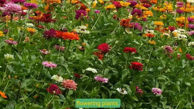 'Video thumbnail for Gardening Ideas to Transform Your Home Garden'
