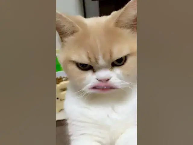 'Video thumbnail for The unruly kitty makes an ultimatum'