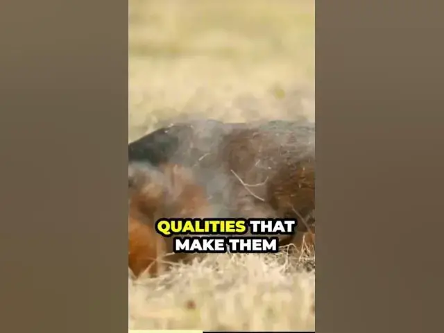 'Video thumbnail for The Power of Training and Socialization'