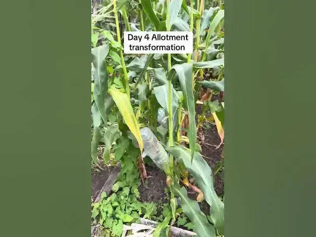 'Video thumbnail for 🌱 Day 4 Allotment Transformation | Big Changes Happening on the Plot!'