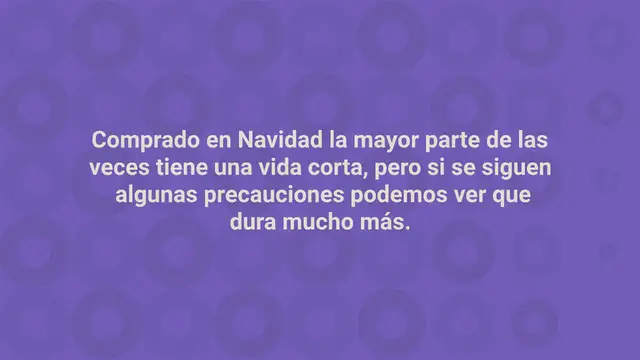 'Video thumbnail for Poinsettia, si la colocas aquí florece mejor: el lugar perfecto'