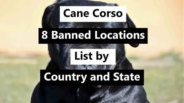 'Video thumbnail for Cane Corsos: 8 Banned Locations List by Country and State'