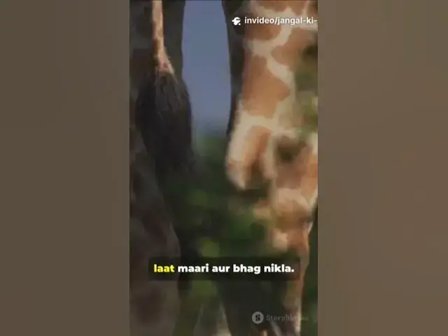 'Video thumbnail for #🦒जिराफ की चतुराई 🤔🦒🦒'