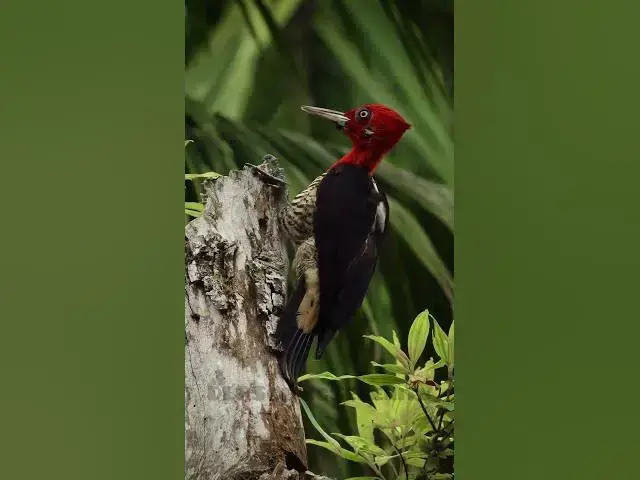 Video thumbnail for Collection Of Birds || Birds || Nature || Birds Conservation