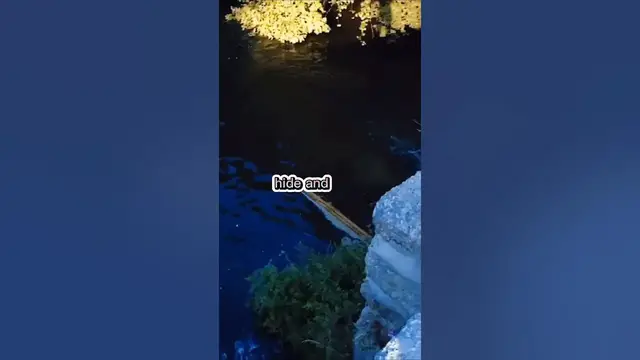 Video thumbnail for Fishing Joke 19 #jokes #fishingjokes #humor