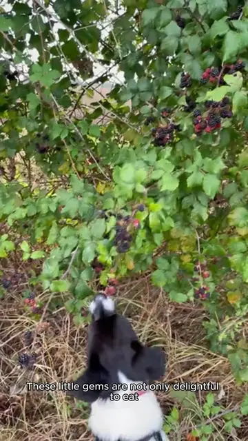 Video thumbnail for candied hawthorn berries recipe
