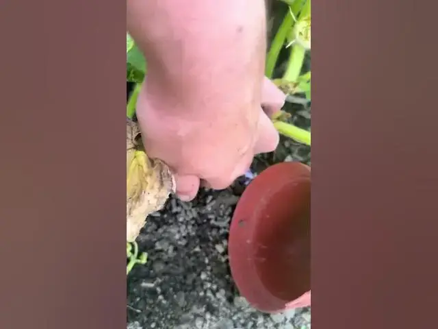 'Video thumbnail for 🎃🌽 Feeding Pumpkins & Sweetcorn | Secret to Bigger Harvests!'