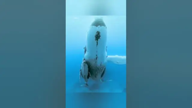Video thumbnail for حوت 🐳 وصغيره ومجموعة صغيرة من الأسماك ملتصقة ببطنه 🐟
