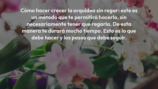 Video thumbnail for Cómo cultivar orquídeas sin regar, así te dura toda la vida