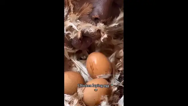 'Video thumbnail for Hen Laying Egg'