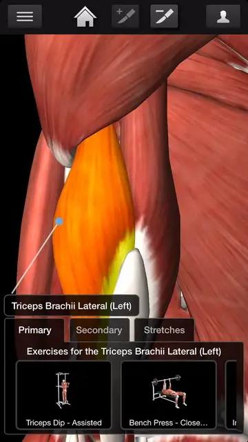 'Video thumbnail for Bodybuilding - Triceps Workouts'
