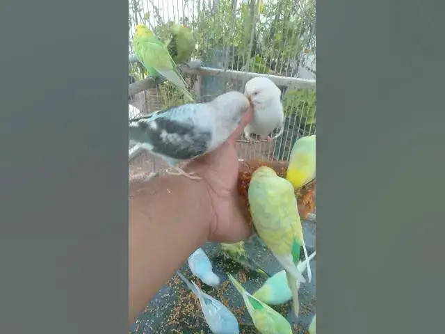 Video thumbnail for Close Up Budgie Eyes Full of Emotion 👀💚