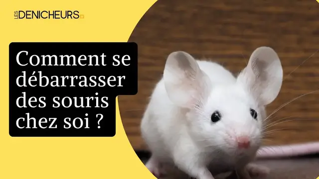 Video thumbnail for 🐭  Cette astuce permet de se débarrasser des souris à l'aide de bicarbonate de soude 🐁