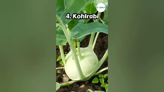 Video thumbnail for Bad Companion Plants for Zucchini #farming #herbgarden #shorts