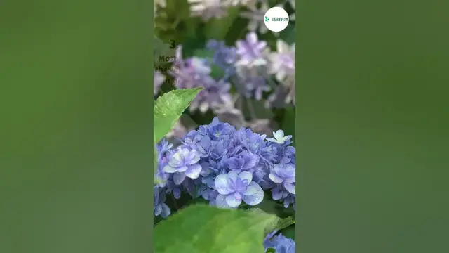 Video thumbnail for BAD COMPANION PLANTS FOR DAYLILIES ❌❌ #farming #herbgarden #shorts