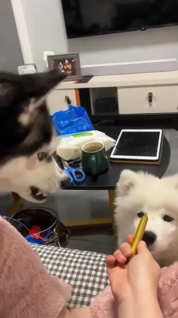 Video thumbnail for Husky dog  douyin 007