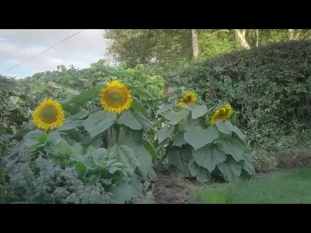 Video thumbnail for sunflowers