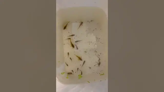 Video thumbnail for Some green lasers and pygme cories I got from a buddy. #cw009 #corycatfish #corydoras