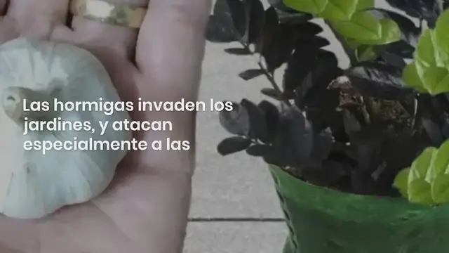 Video thumbnail for Untitled_video_221