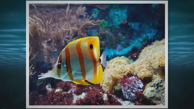 Video thumbnail for 10 Secrets to Maintaining a Healthy Saltwater Aquarium