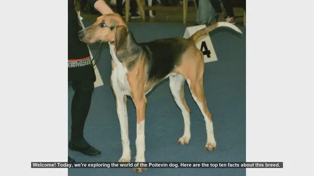 Video thumbnail for Top 10 Fascinating Facts About the Poitevin Dog