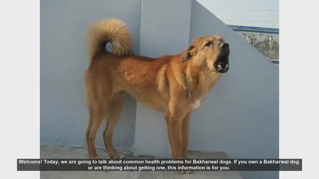 Video thumbnail for Common Health Problems in Bakharwal Dogs: Tips for Owners