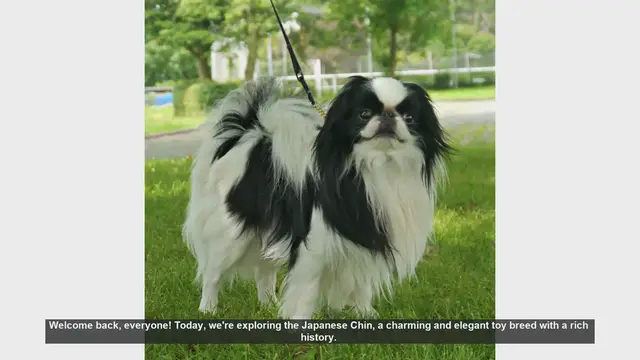 Video thumbnail for Japanese Chin: Pros and Cons of This Elegant Toy Breed