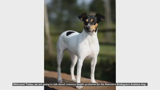 Video thumbnail for Common Health Problems in Ratonero Bodeguero Andaluz Dogs