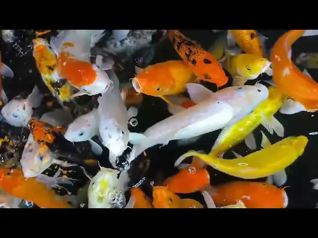Video thumbnail for Koi Fish in Japanese Zen Gardens: A Harmony of Life and Stillness